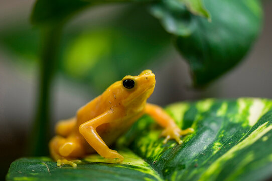 Close-up portrait of a Harlequin frog (Atelopus varius) at a zoo in Omaha, Nebraska, USA; Omaha, Nebraska, United States of America