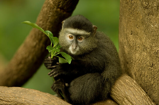 Close-up portrait of a Blue monkey (Cercopithecus mitis) sitting in a tree in an enclosure in the Omaha Zoo's Lied Jungle; Omaha, Nebraska, United States of America