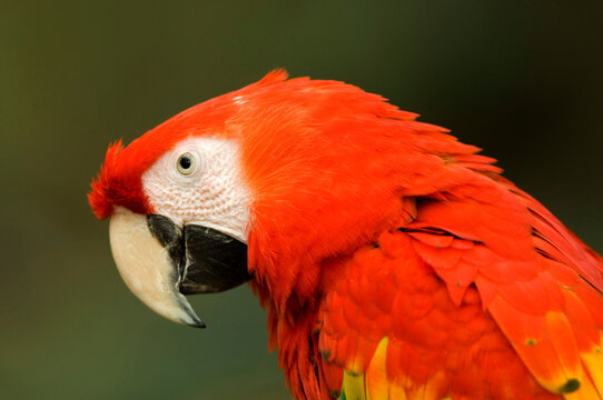 Close-up portrait of a Scarlet macaw (Ara macao) in a zoo; Omaha, Nebraska, United States of America