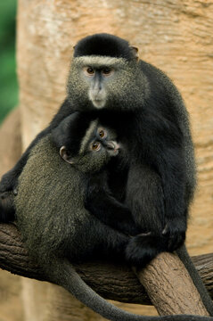 Portrait of two Blue monkeys (Cercopithecus mitis) sitting in an embrace on a branch together in the Omaha Zoo's Lied Jungle; Omaha, Nebraska, United States of America