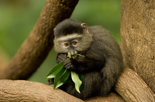 Blue monkey (Cercopithecus mitis) sitting in a tree eating leaves in an enclosure in the Omaha Zoo's Lied Jungle; Omaha, Nebraska, United States of America