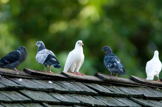 Domestic pigeons (Columba livia domestica) sit on a roof top at a zoo; Omaha, Nebraska, United States of America