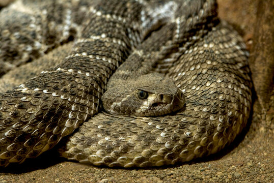 Close-up portrait of a snake in a zoo; Omaha, Nebraska, United States of America