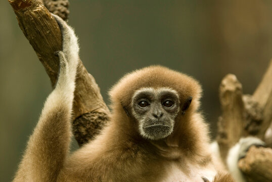 Portrait of a White-handed gibbon (Hylobates lar) at a zoo; Omaha, Nebraska, United States of America
