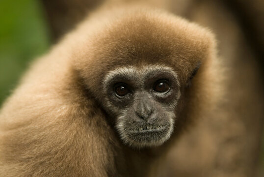 Close-up portrait of a White-handed gibbon (Hylobates lar) at a zoo; Omaha, Nebraska, United States of America
