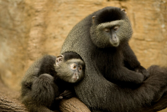 Portrait of a mother and infant Blue monkey (Cercopithecus mitis) sitting close together on a branch in the Omaha Zoo's Lied Jungle; Omaha, Nebraska, United States of America