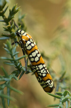 Portrait of a colourful webworm moth (Atteva punctella) climbing along the branches of a bush; Lincoln, Nebraska, United States of America