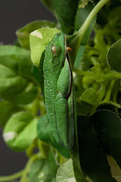 Red-eyed tree frog (Agalychnis callidryas) resting on a leaf; Manhattan, Kansas, United States of America