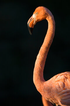 Portrait of a Caribbean flamingo (Phoenicopterus ruber) standing against a black background in a zoo; Manhattan, Kansas, United States of America