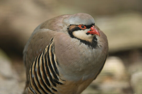 Close-up portrait of a Chukar partridge (Alectoris chukar) at a zoo; Manhattan, Kansas, United States of America