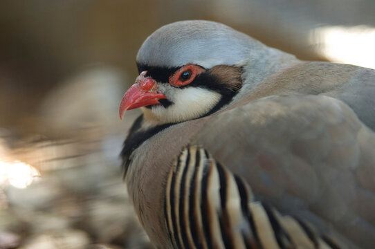 Close-up portrait of a Chukar partridge (Alectoris chukar) at a zoo; Manhattan, Kansas, United States of America