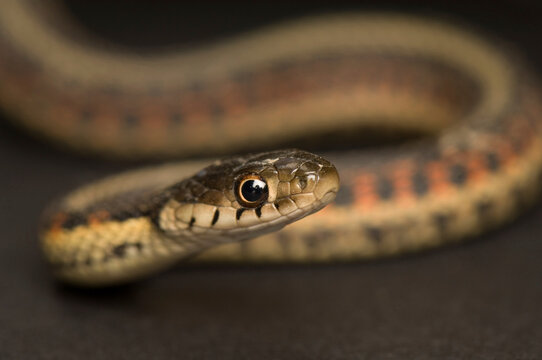 Portrait of a Red-sided garter snake (Thamnophis sirtalis parietalis) on a brown background; Princeton, Nebraska, United States of America