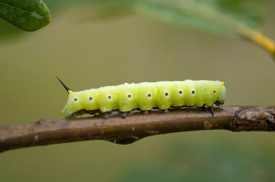 Snowberry Clearwing larvae (Hemaris diffinis) crawling on a branch at Spring Creek Prairie in Denton, Nebraska, USA; Denton, Nebraska, United States of America