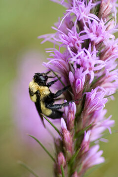 Bombus bumblebee on a purple gayfeather (Liatris) at Spring Creek Prairie in Denton, Nebraska, USA; Denton, Nebraska, United States of America