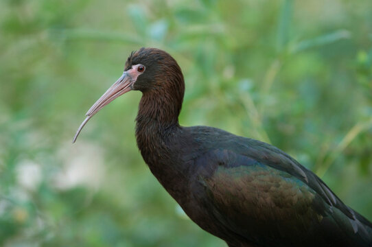 Portrait of a Puna ibis (Plegadis ridgwayi) at a zoo; Wichita, Kansas, United States of America