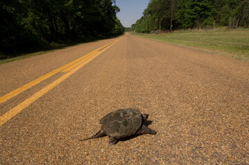 Snapping turtle (Chelydridae) crosses the road in the Big Woods area of Arkansas, USA at White River National Wildlife Refuge; Arkansas, United States of America