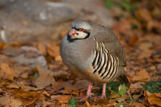 Close-up portrait of a Chukar partridge (Alectoris chukar) at a zoo; Manhattan, Kansas, United States of America