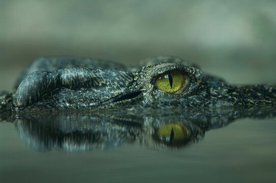 Close-up of a Siamese crocodile (Crocodylus siamensis) in water at a zoo; Denver, Colorado, United States of America - Powered by Adobe