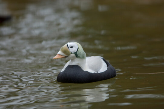 Portrait of a male spectacled eider duck (Somateria fischeri) at a zoo; Sioux Falls, South Dakota, United States of America
