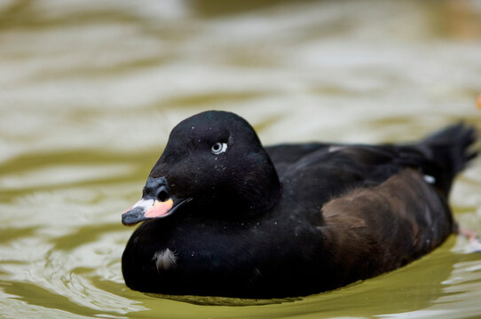Close-up portrait of a White-winged scoter (Melanitta fusca) in water at a zoo; Sioux Falls, South Dakota, United States of America
