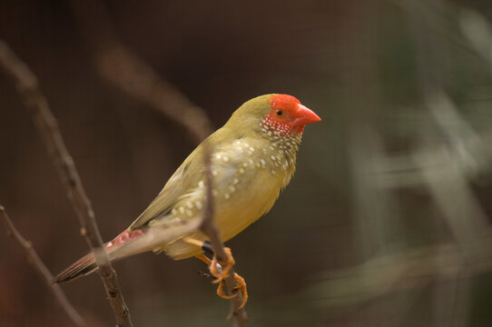 Portrait of a Star finch (Neochmia ruficauda) perched on a tree branch at a zoo; Omaha, Nebraska, United States of America