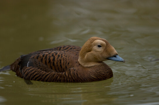 Portrait of a female hen spectacled eider duck (Somateria fischeri) at a zoo; Sioux Falls, South Dakota, United States of America