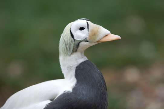 Portrait of a male spectacled eider duck (Somateria fischeri) at a zoo; Sioux Falls, South Dakota, United States of America