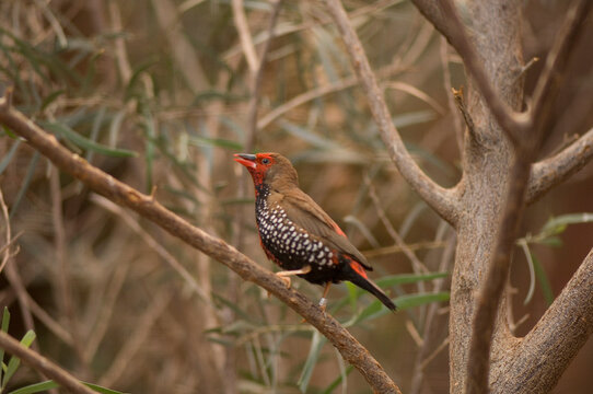 Portrait of a Painted finch (Emblema picta) perched on a tree branch in a zoo enclosure; Omaha, Nebraska, United States of America