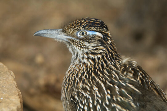Close-up portrait of a Roadrunner (Geococcyx californianus) in a zoo; Omaha, Nebraska, United States of America