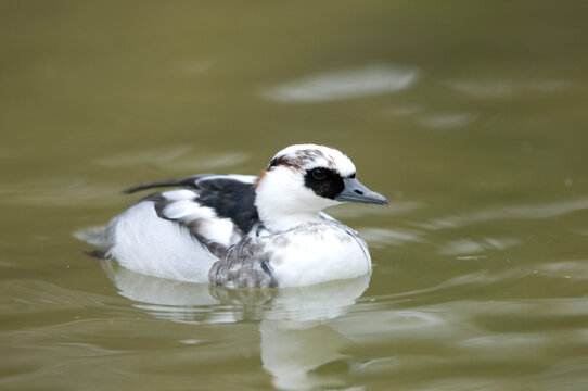 Portrait of a male Smew (Mergus albeilus) in water at a zoo; Sioux Falls, South Dakota, United States of America