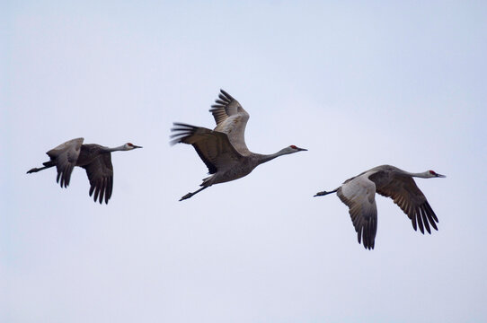 Three migrating Sandhill cranes (Antigone canadensis) in a blue sky at the Rowe Audubon Sanctuary in Nebraska, USA; Gibbon, Nebraska, United States of America