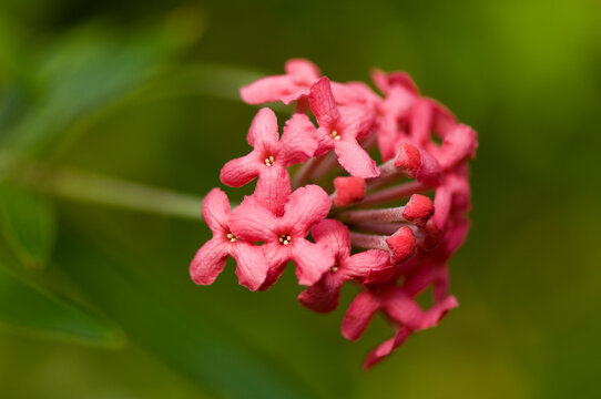 Flame of the woods (Ixora coccinea), a species of plant in the lxora genus from India; Asheboro, North Carolina, United States of America