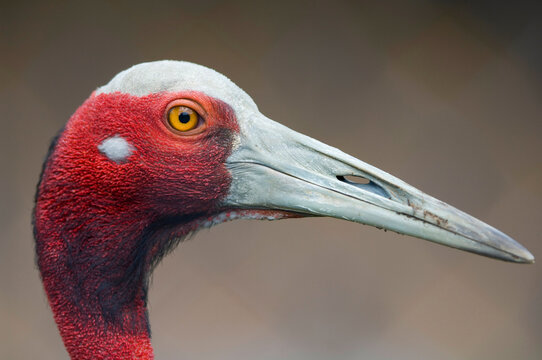 Portrait of a Sarus Crane