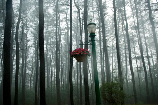 Streetlamp and flowers in a rainstorm; Hershey, Pennsylvania, United States of America