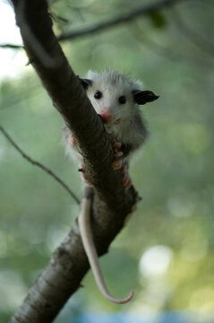 Close-up of a baby Opossum (Didelphis virginiana) climbing across a tree branch on a farm in Greenleaf, Kansas, USA; Greenleaf, Kansas, United States of America