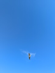 Blue sky, pelican and little cloud