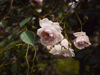 Obraz premium pink rose bush