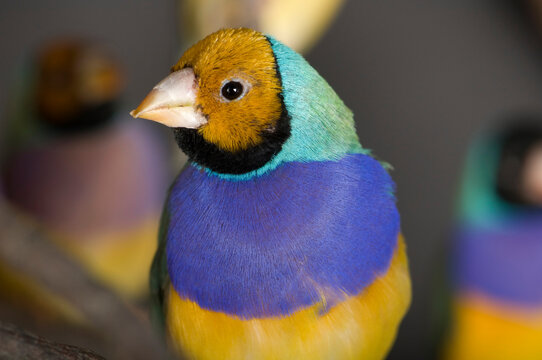 Close-up portrait of a Gouldian finch (Chloebia gouldiae), an endangered species, at a zoo; Sioux Falls, South Dakota, United States of America