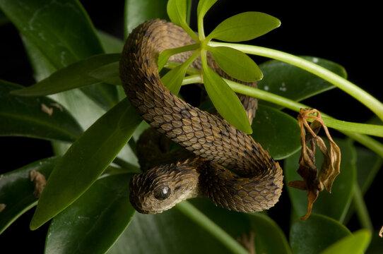 Portrait of a Hairy bushviper (Atheris hispida) wrapped around a plant at a zoo; Atlanta, Georgia, United States of America