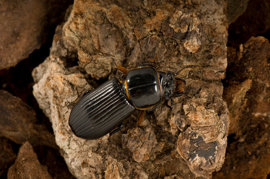 Bess beetle, or patent leather beetle (Odontotaenius disjunctus), on a rock; Lincoln, Nebraska, United States of America
