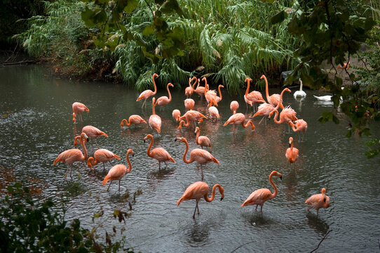 Caribbean flamingos (Phoenicopterus ruber) in water at the zoo; Wichita, Kansas, United States of America