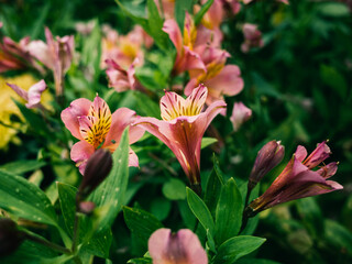 Flowers in the garden