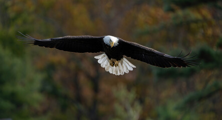 bald eagle in flight