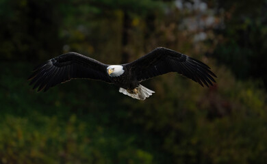 bald eagle in flight