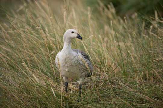 Portrait of a male Upland goose (Chloephaga picta leucoptera) on Carcass Island; Carcass Island, West Falkland Islands, Falkland Islands, British Overseas Territory