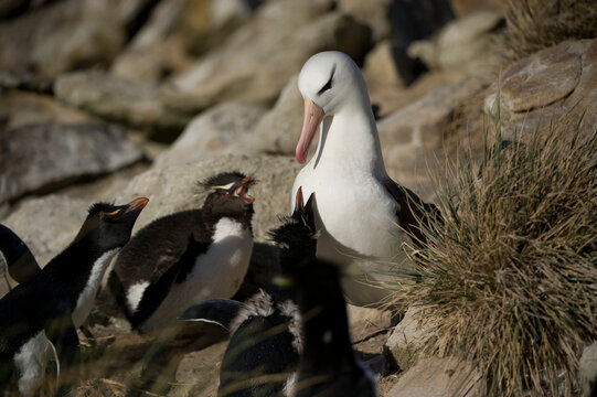 Black-browed albatross (Thalassarche melanophris) in a rockhopper penguin breeding area; New Island, West Falkland Islands, Falkland Islands, British Overseas Territory
