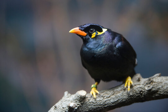 Portrait of an Indian Hill myna (Gracula religiosa) at a zoo; San Antonio, Texas, United States of America