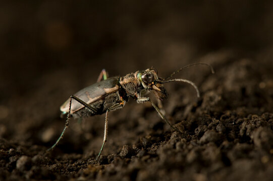 Salt Creek tiger beetle, portrait