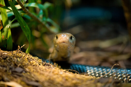 Black forest cobra (Naja melanoleuca) looking at the camera at a zoo; Houston, Texas, United States of America