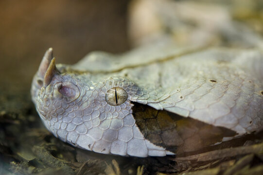 Close-up view of the head and nasal scales of a Gaboon viper (Bitis gabonica rhinoceros) at a zoo; Houston, Texas, United States of America